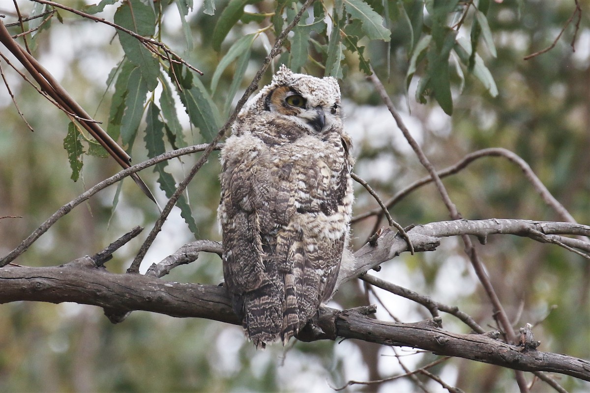 Great Horned Owl - ML330636971