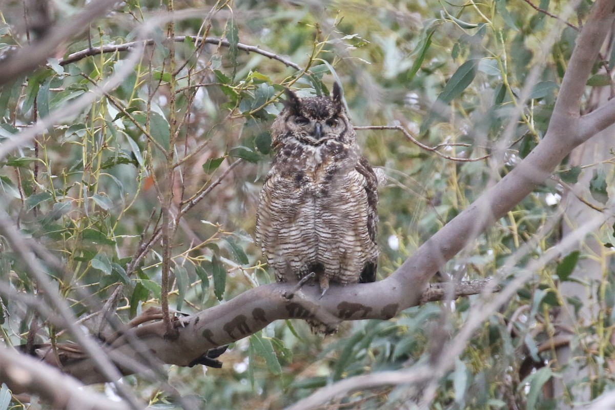 Great Horned Owl - ML330637011