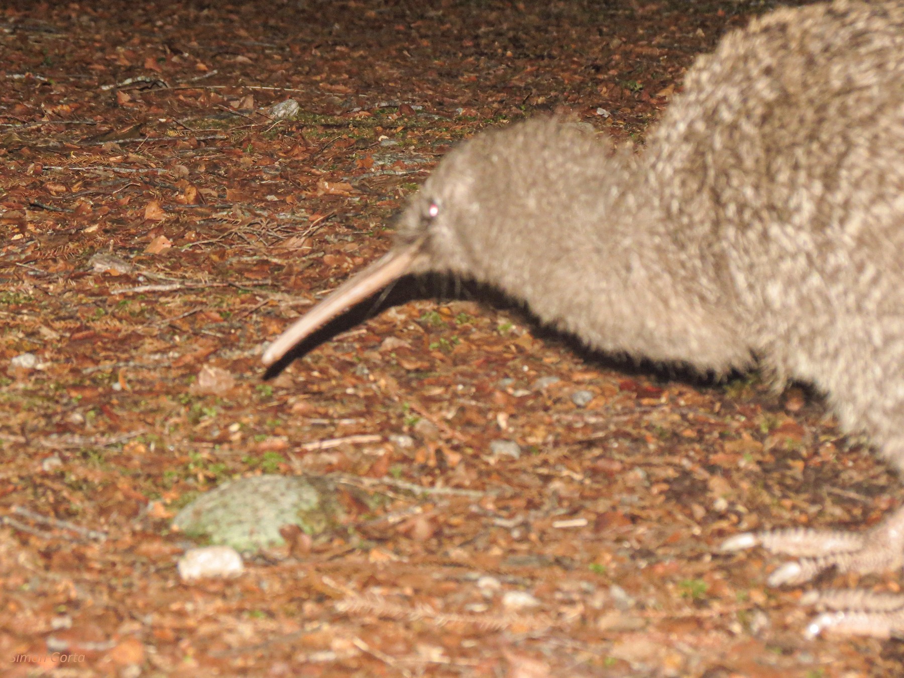 Great Spotted Kiwi - Simon Gorta