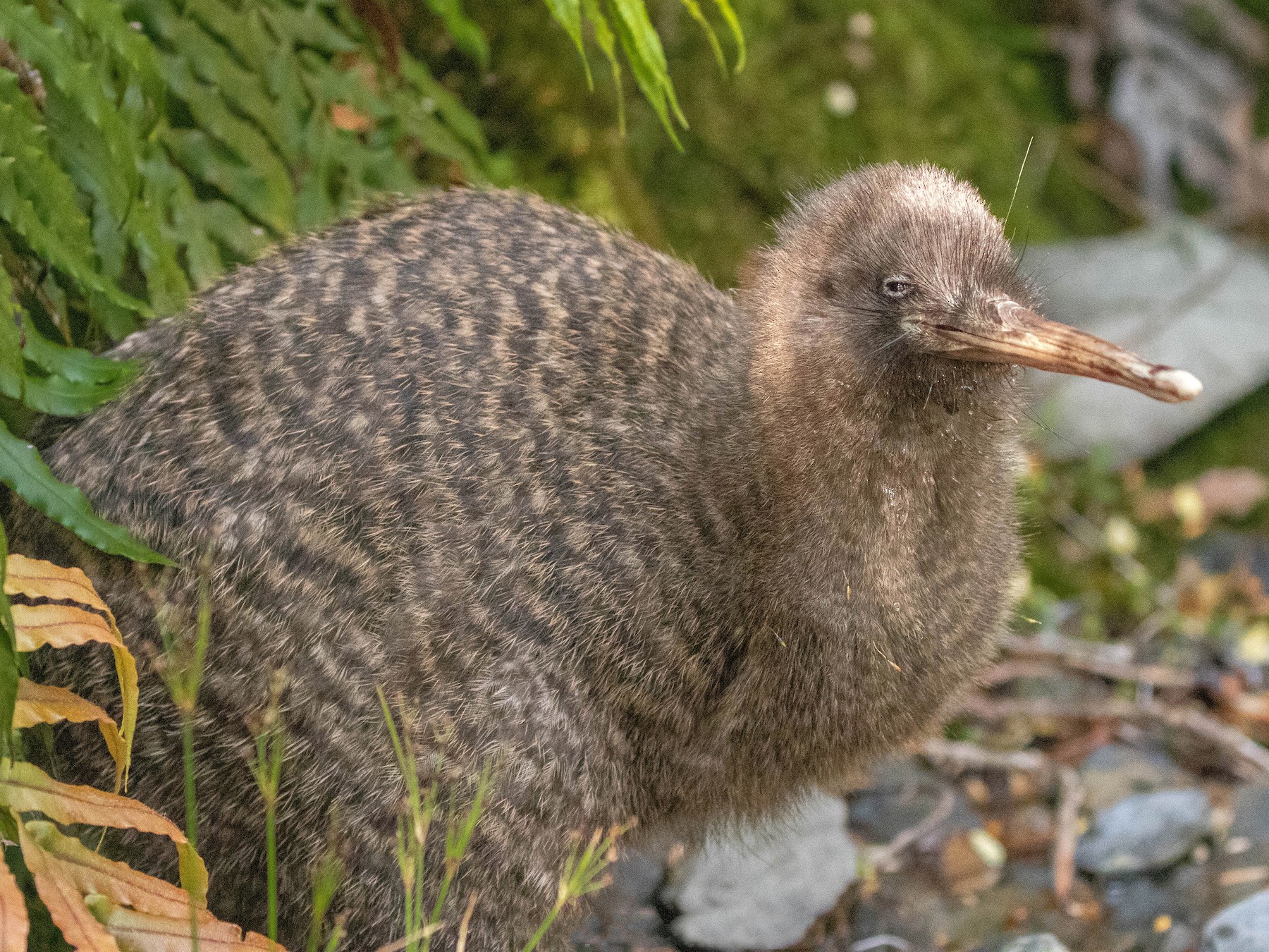 Great Spotted Kiwi - Max De Beer