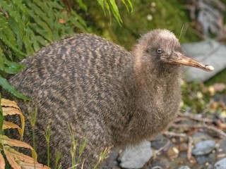  - Great Spotted Kiwi