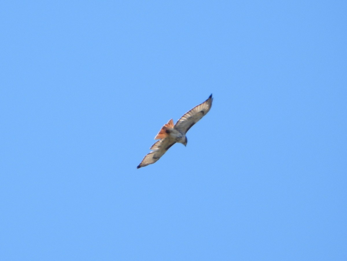 Red-tailed Hawk (borealis) - ML330642831
