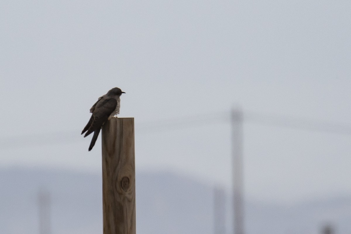 Common Cuckoo - Mayca Martí