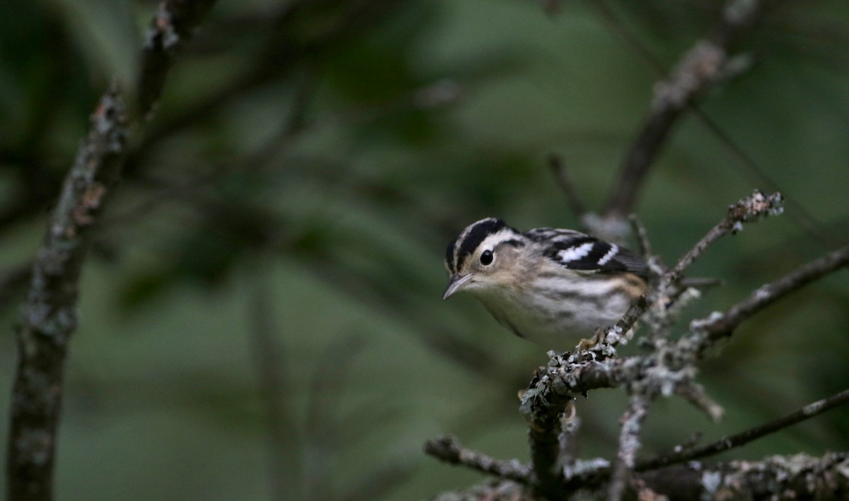 Black-and-white Warbler - Jay McGowan