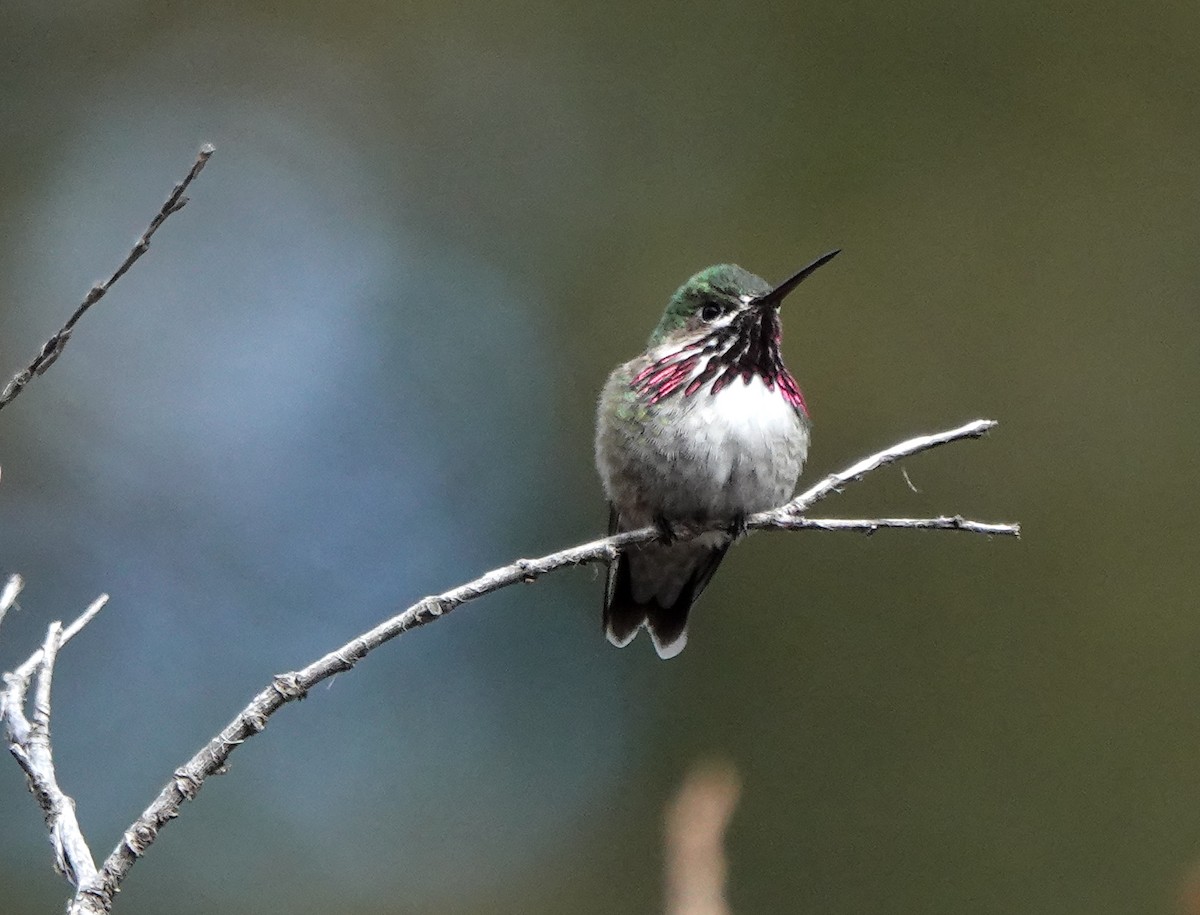 Calliope Hummingbird - Jack Maynard
