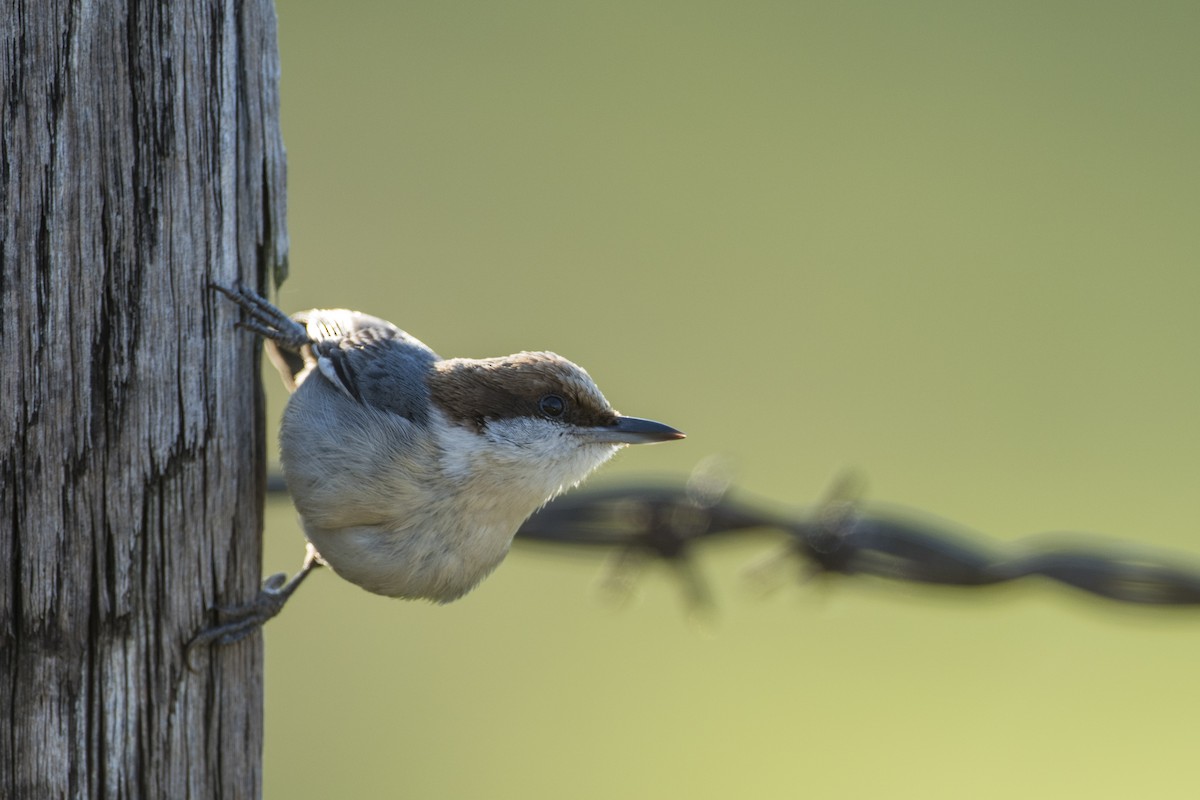 Brown-headed Nuthatch - ML330654101