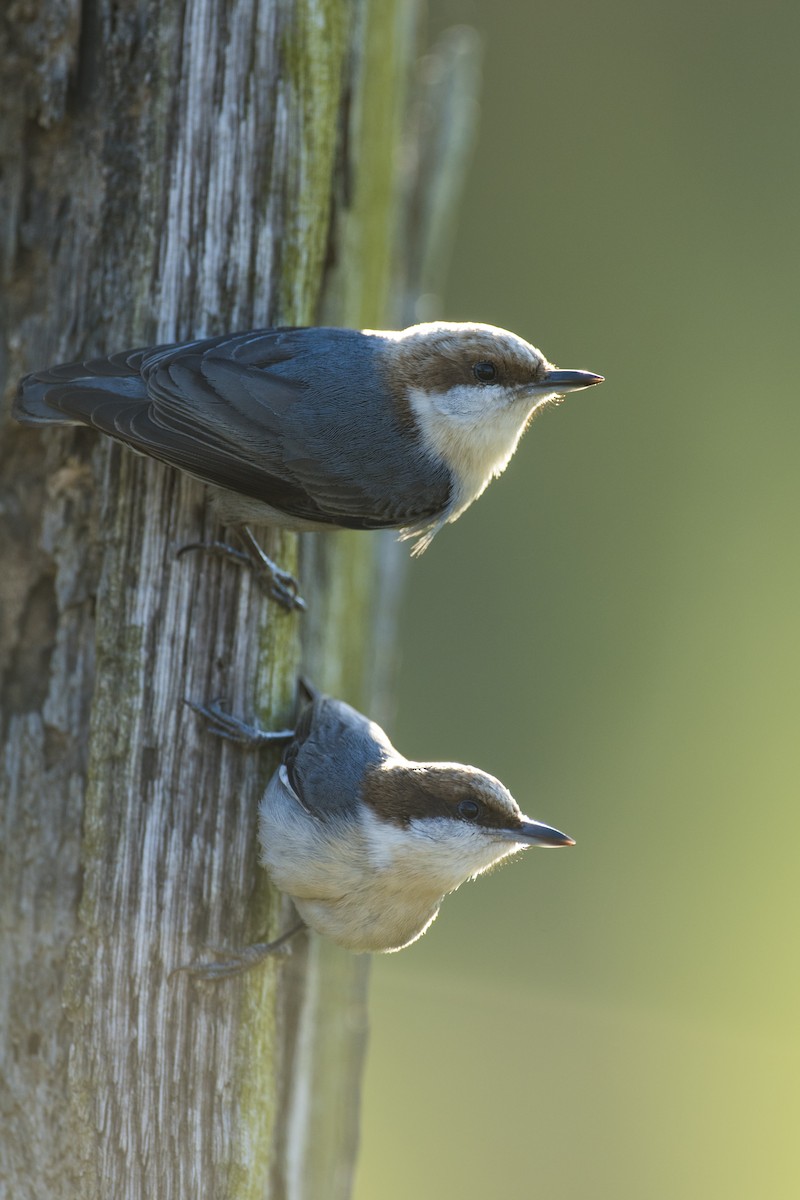 Brown-headed Nuthatch - ML330654121