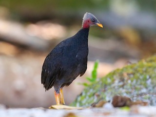 Micronesian Megapode - eBird