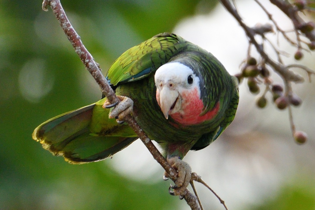Cuban Parrot - John Doty
