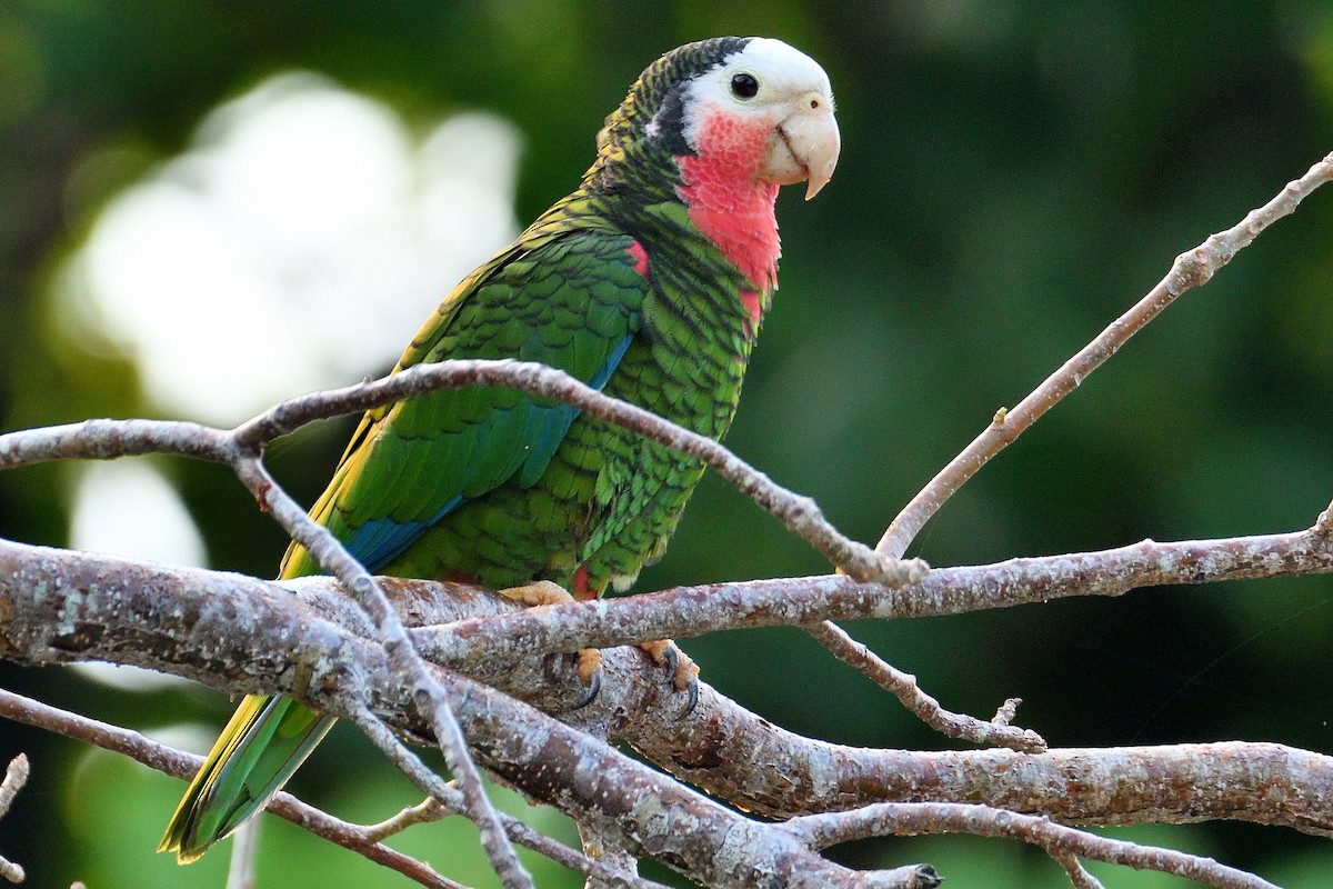 Cuban Parrot - John Doty