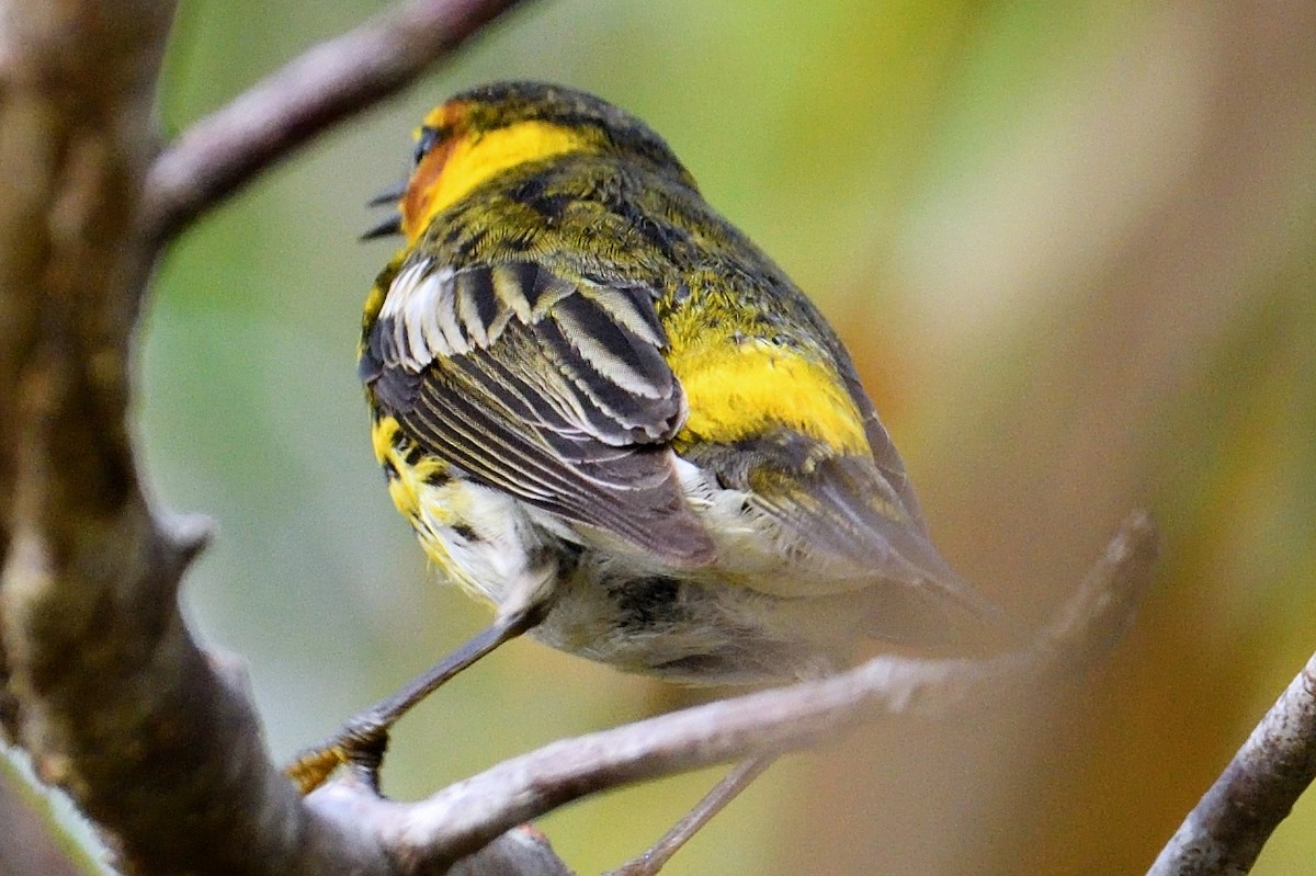 Cape May Warbler - ML330656251