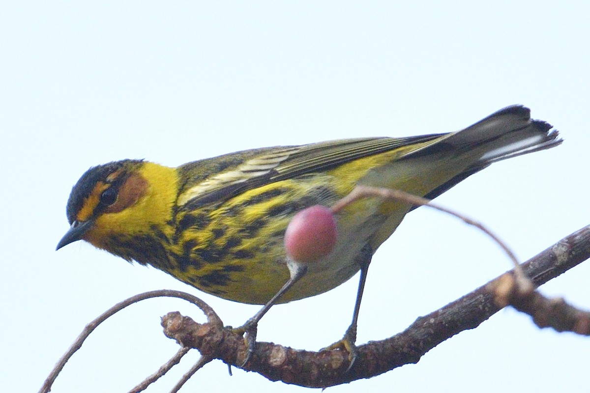 Cape May Warbler - ML330656261