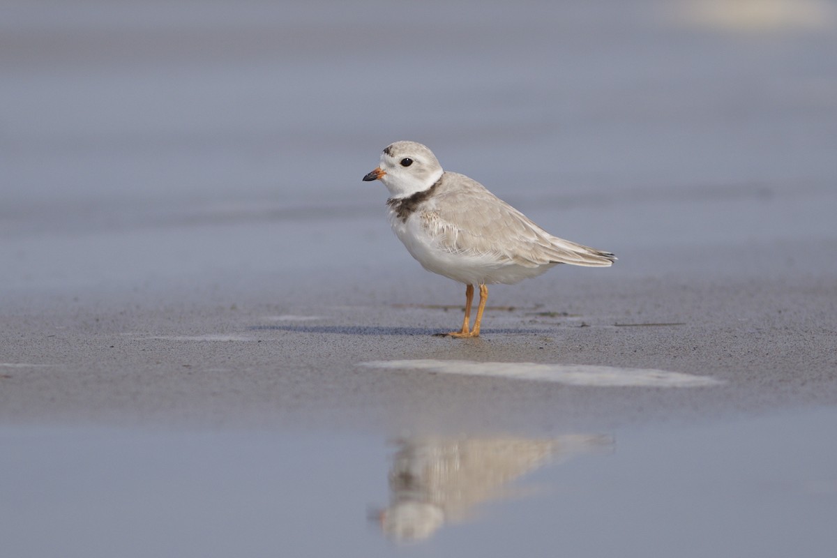 Piping Plover - ML330659241