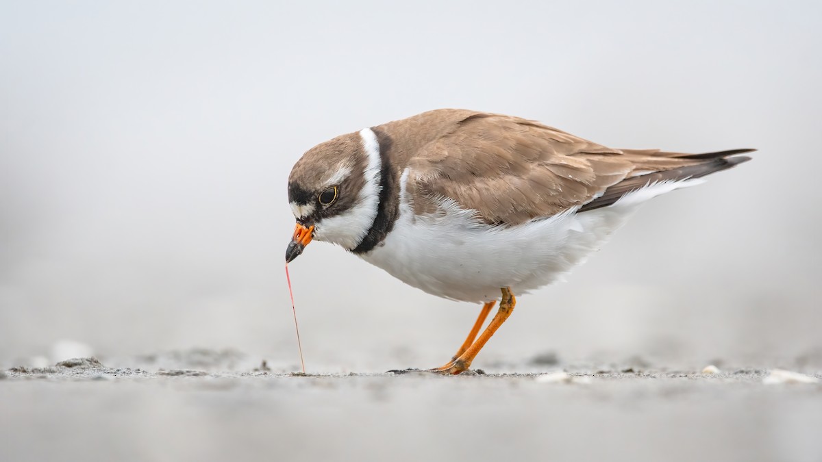 Semipalmated Plover - ML330659611