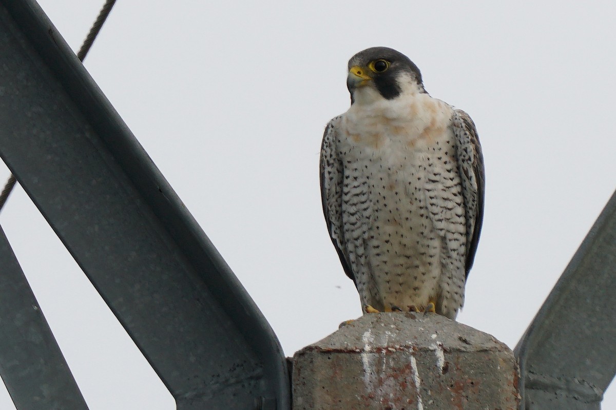 Peregrine Falcon (Eurasian) - Miguel Rouco