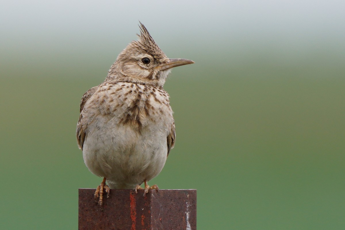 Crested Lark - Miguel Rouco
