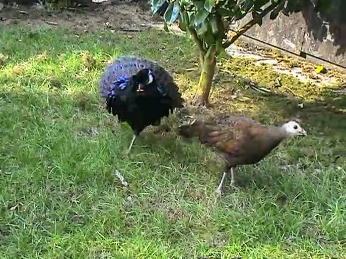 Palawan Peacock-Pheasant - John Corder