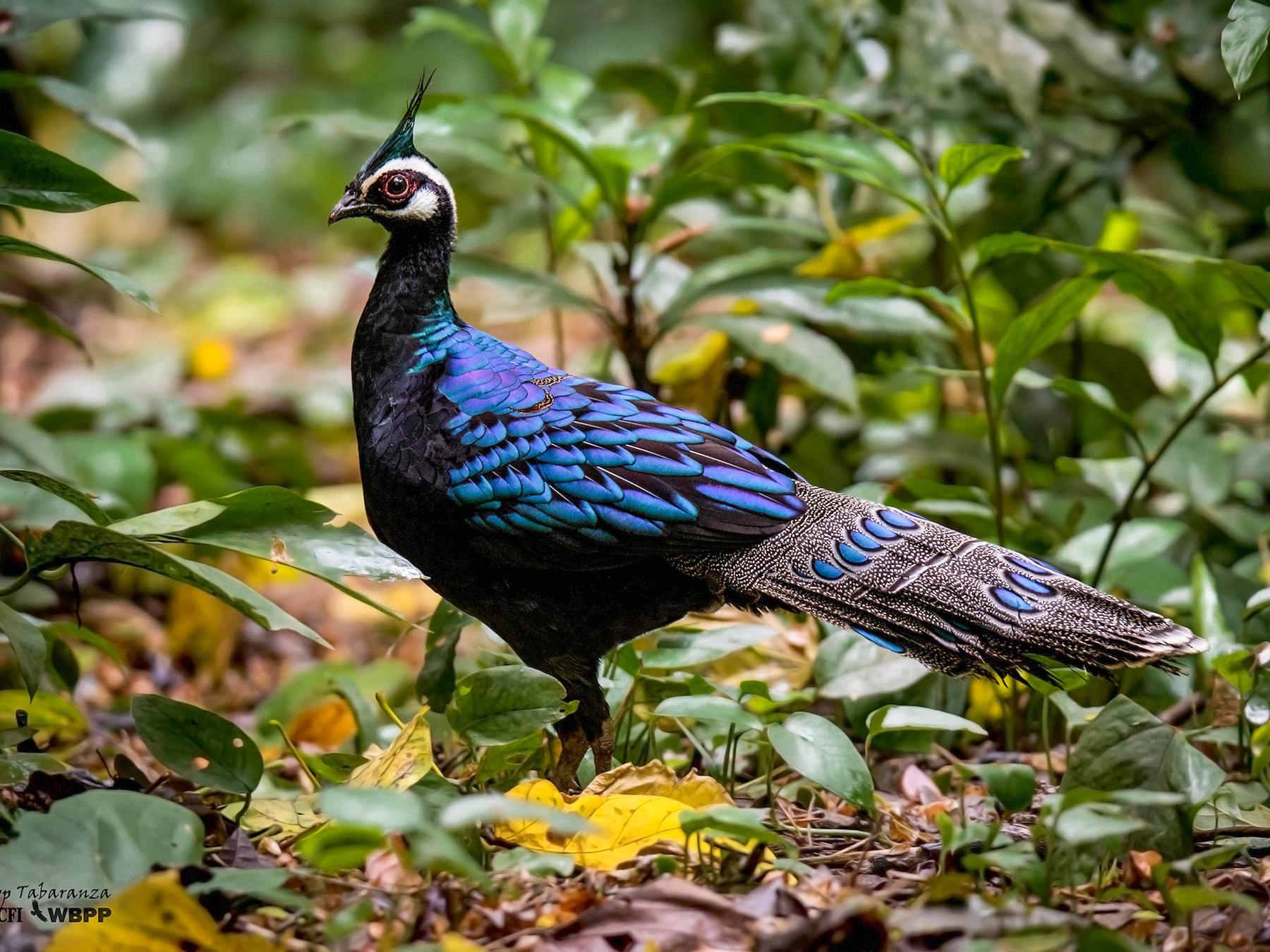 Palawan Peacock-Pheasant - Djop Tabaranza