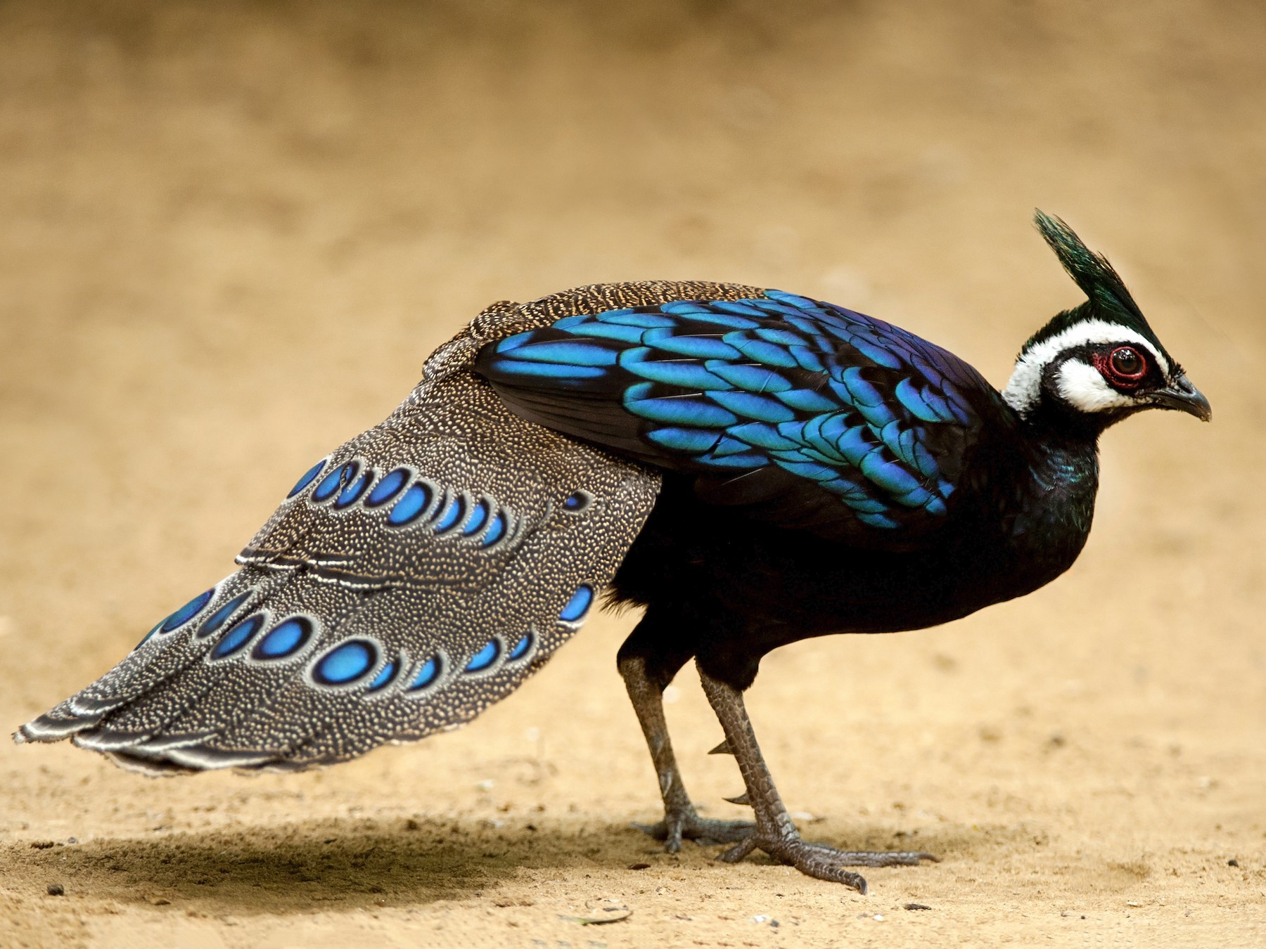 Palawan Peacock-Pheasant, A Striking Bird With Iridescent Blue-Green ...