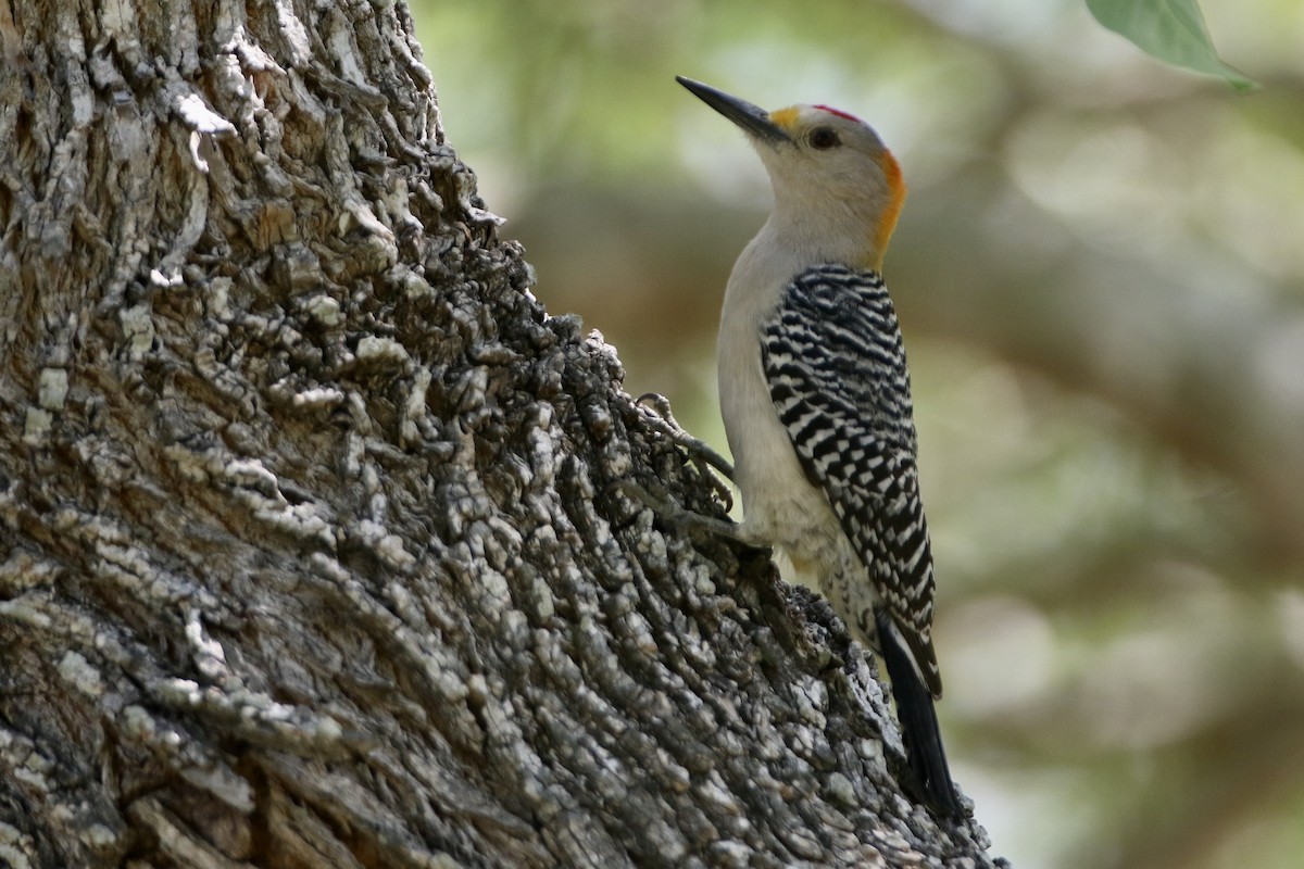 Golden-fronted Woodpecker - ML330661641