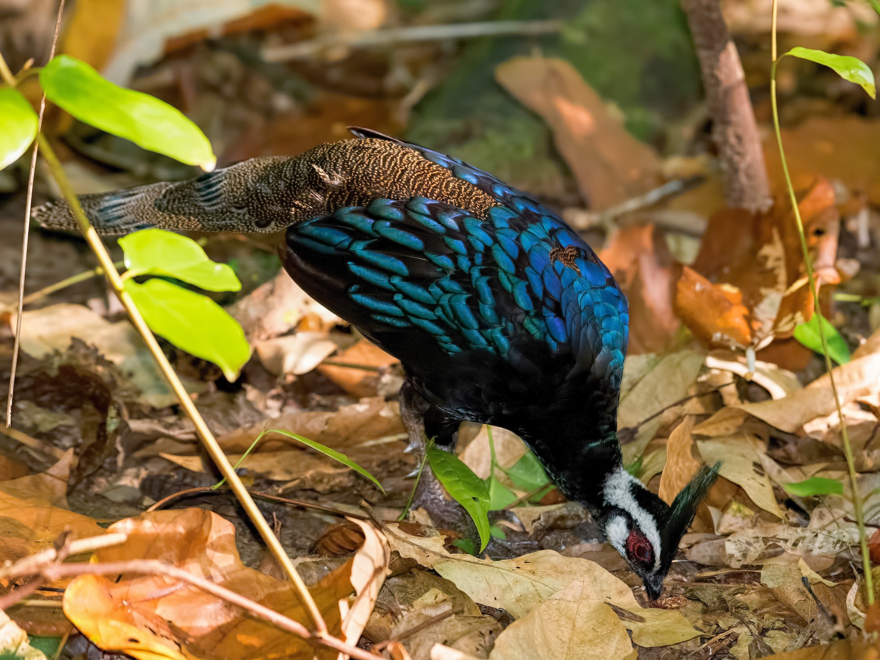 Palawan Peacock-Pheasant - Shailesh Pinto