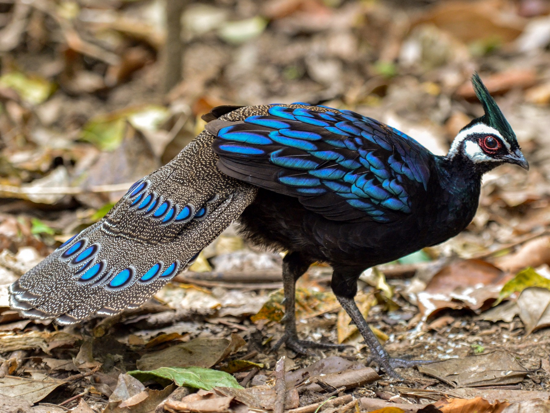 Palawan Peacock-Pheasant - Bruce Wedderburn