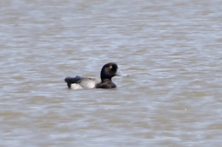 Greater Scaup - ML330661791