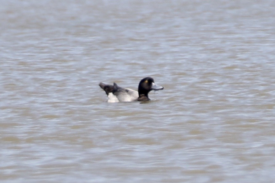 Greater Scaup - ML330661801