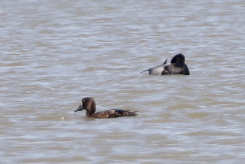 Greater Scaup - ML330661811