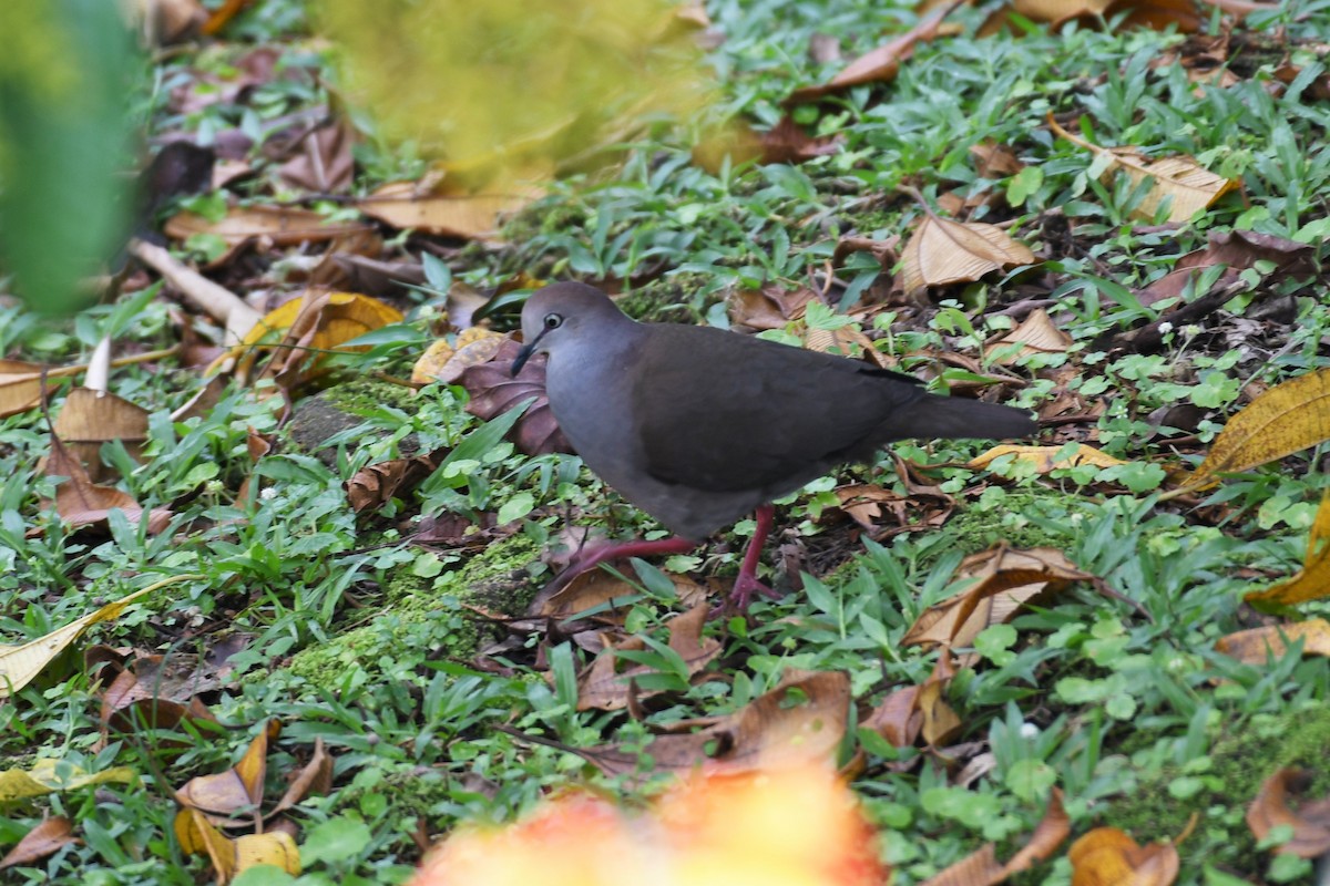 Gray-chested Dove - ML330666681