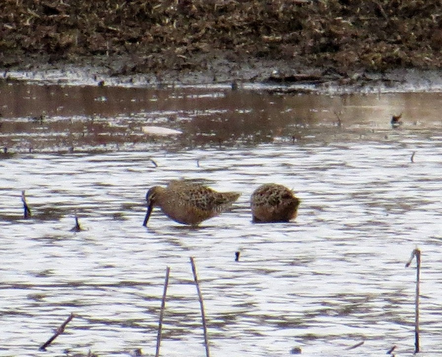 eBird Checklist - 26 Apr 2021 - Old Elk Lake - 6 species