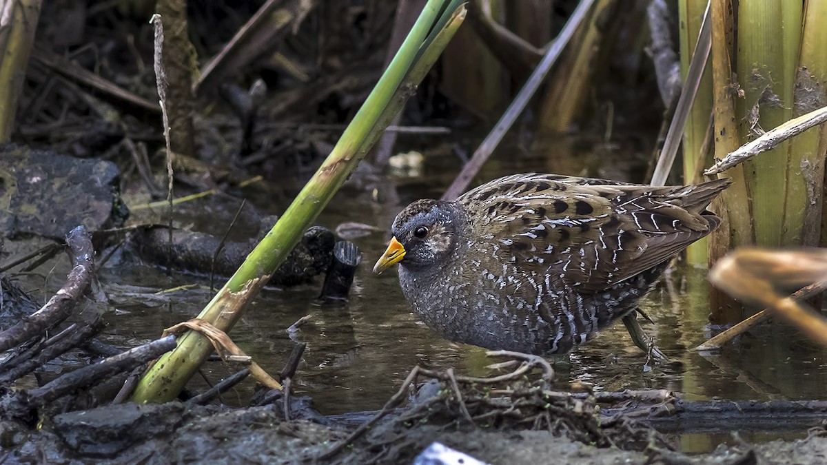Spotted Crake - ML330672531