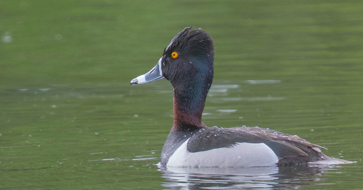 Ring-necked Duck - ML330672911