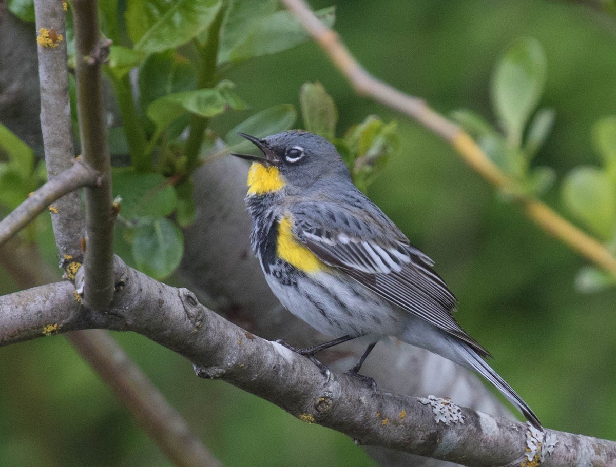 Yellow-rumped Warbler (Myrtle) - Robert McIntosh