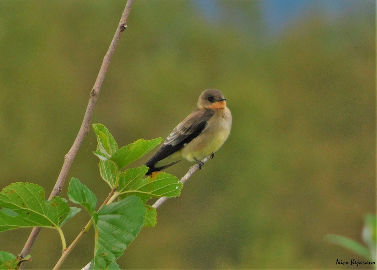 Southern Rough-winged Swallow - ML330675401