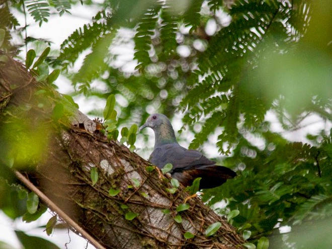 Sao Tome Pigeon - Alexandre Hespanhol Leitão