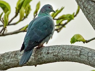  - Sao Tome Pigeon