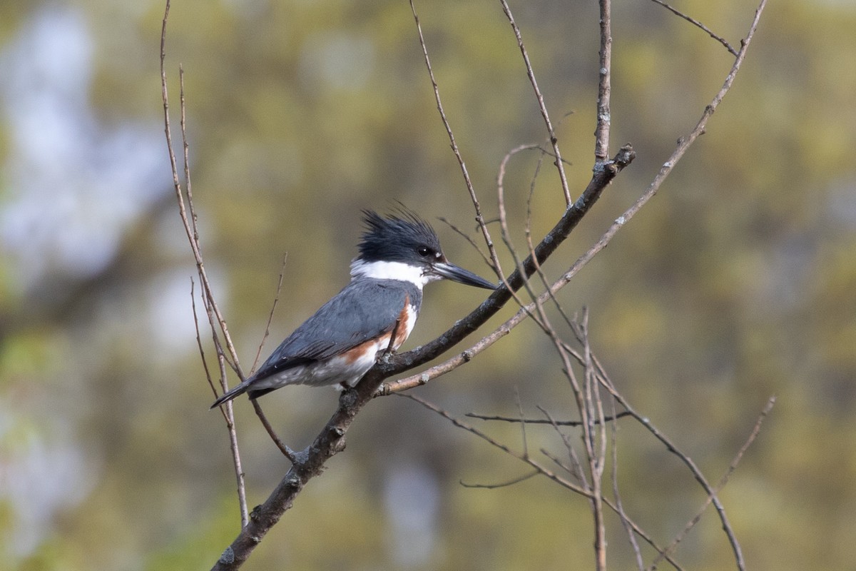 Belted Kingfisher - ML330682821