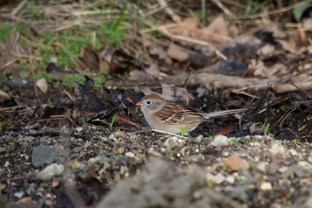 Field Sparrow - ML330683051