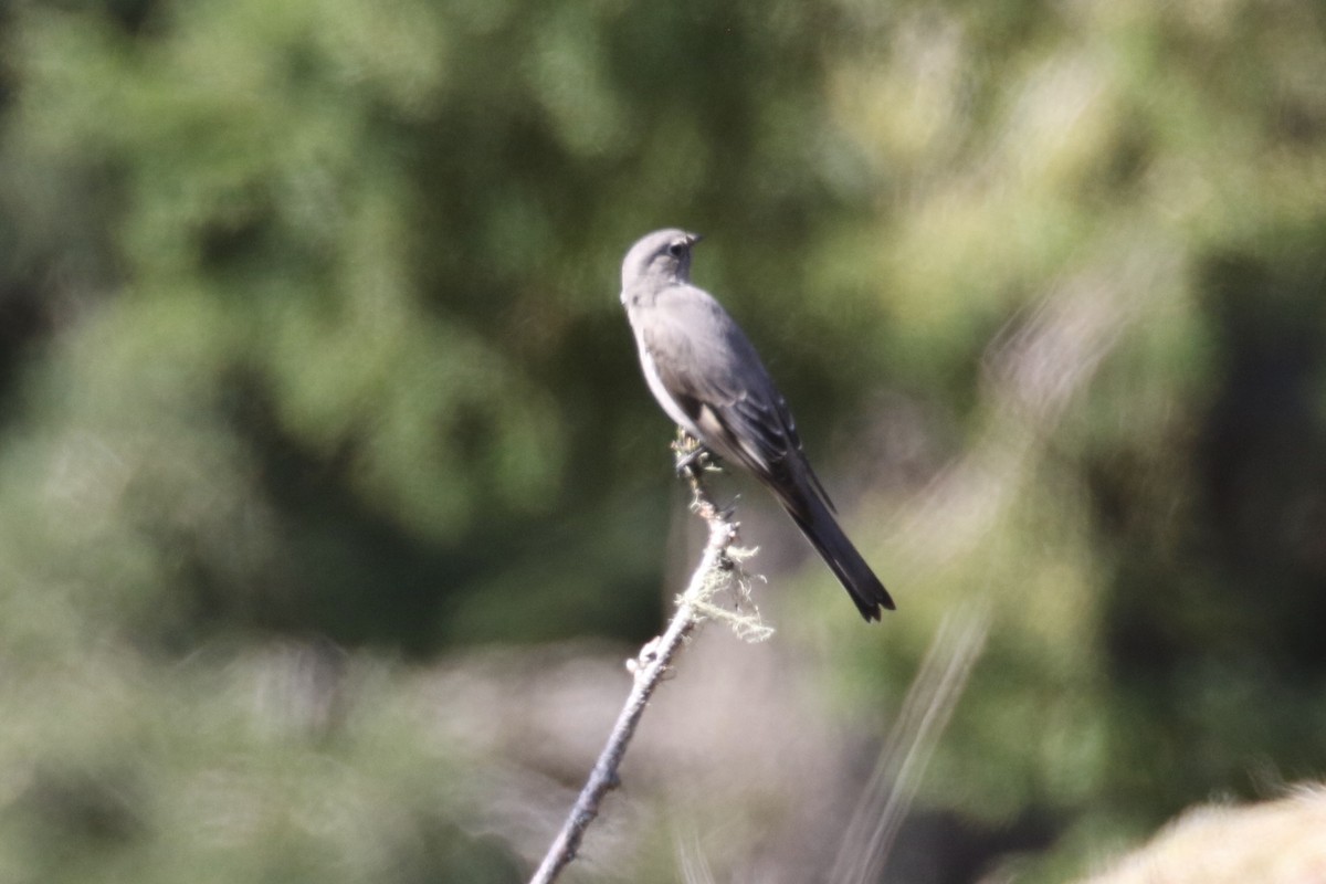 Townsend's Solitaire - ML330692991