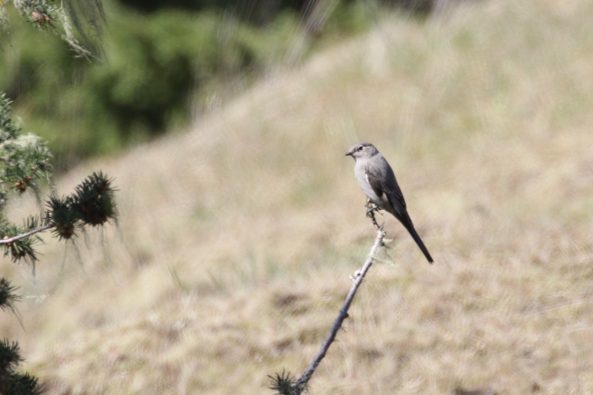 Townsend's Solitaire - ML330693021