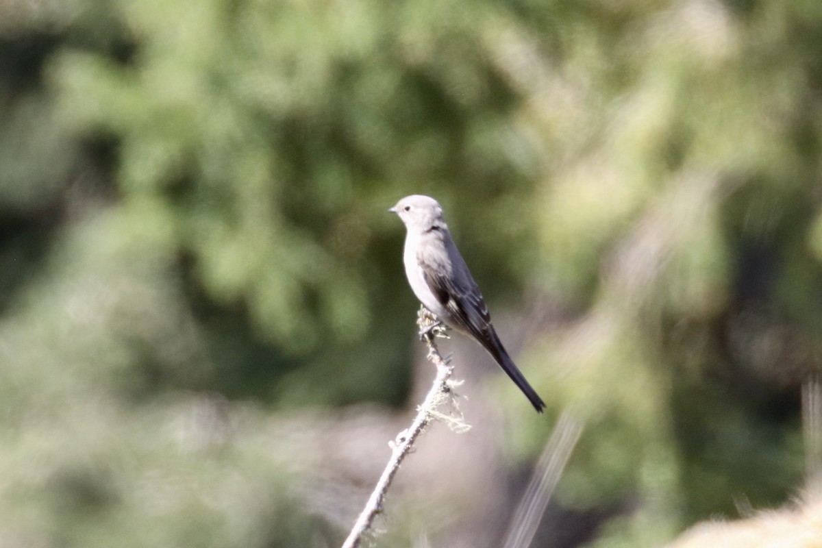 Townsend's Solitaire - ML330693051