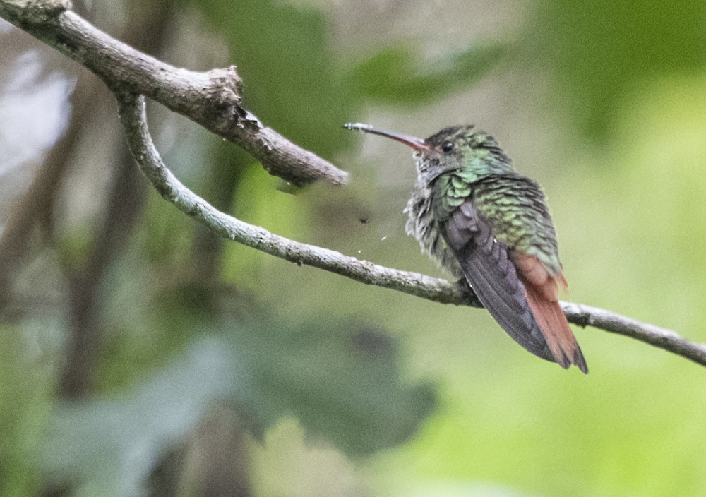 Rufous-tailed Hummingbird - ML330697991