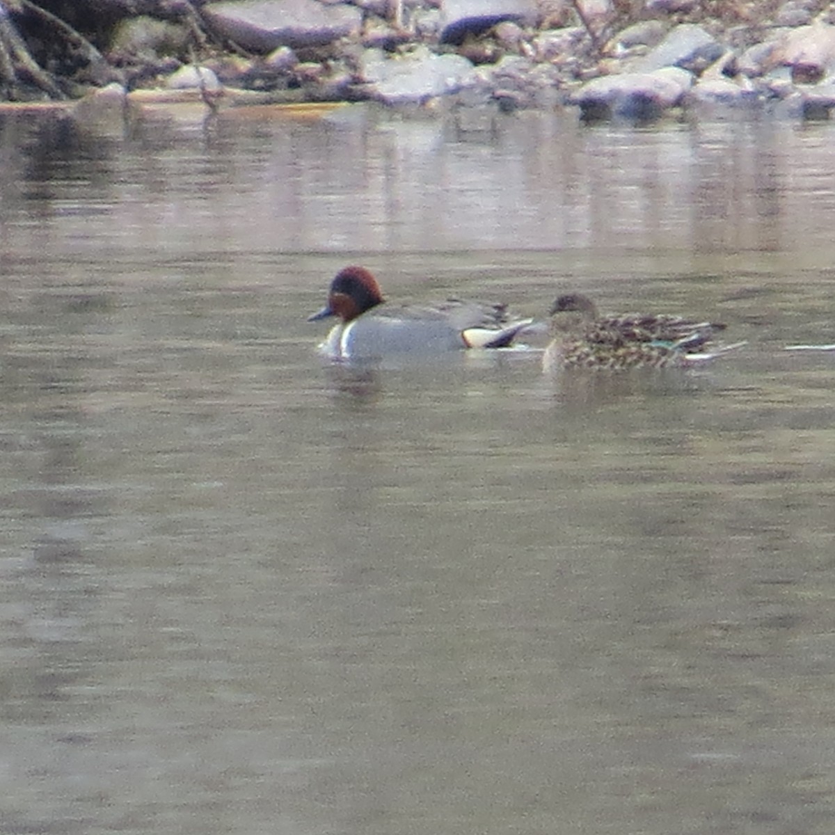 Green-winged Teal - ML330700641