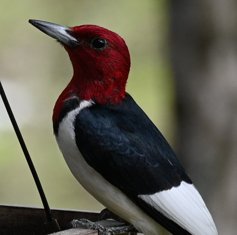 Red-headed Woodpecker - Luke Pearson
