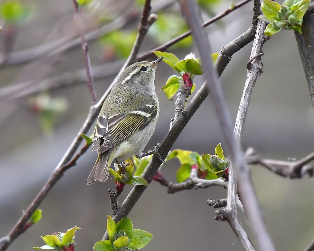 Yellow-browed Warbler - Ed McAskill