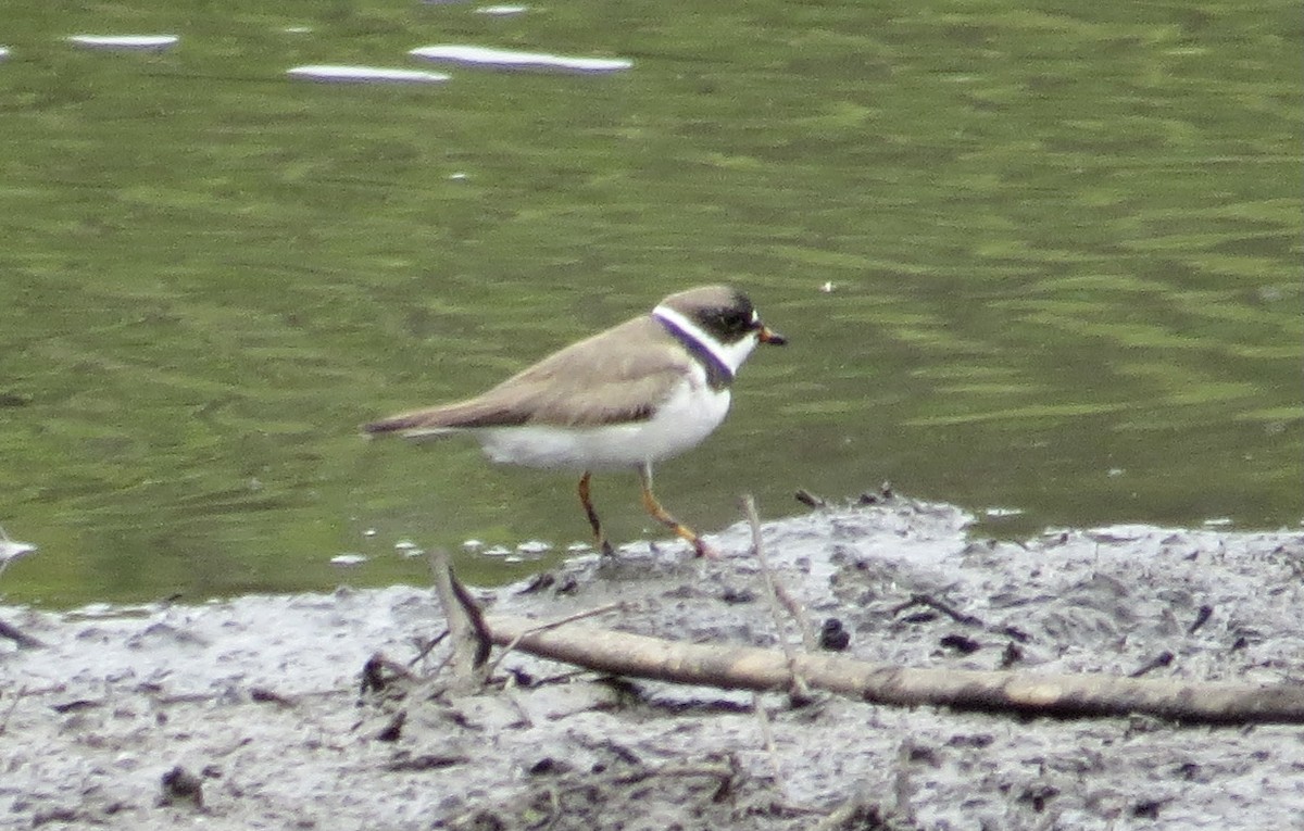 Semipalmated Plover - Thomas Wurster