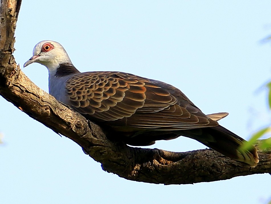 Adamawa TurtleDove eBird