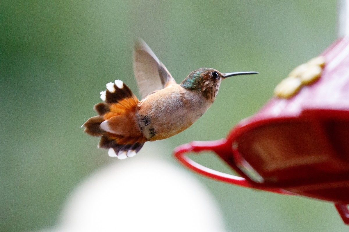 Rufous Hummingbird - Nic Webster