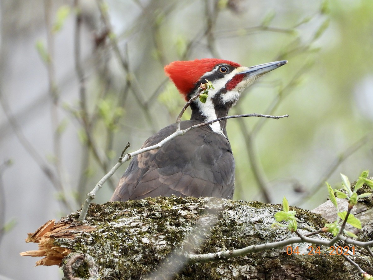 Pileated Woodpecker - ML330711541